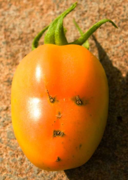 tomatocharacter