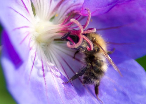 Bee On Geranium Flower