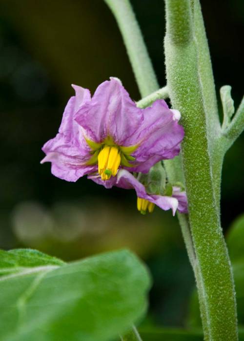 Aubergine Flower