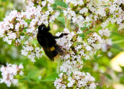 Bee On Marjoram - One Of Hundreds Today