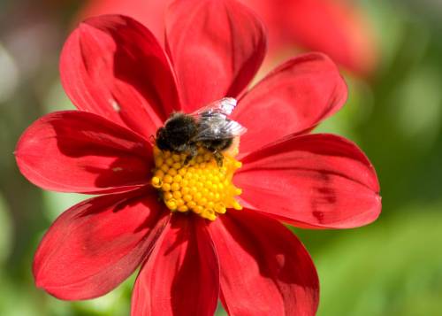 Bee On Dahlia