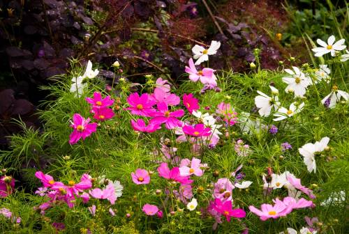Cosmos for the Butterflies