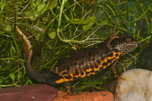 Great Crested Newt. Once Common, Now Endangered.
