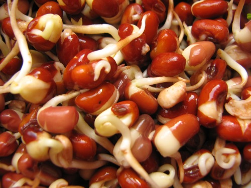 Sprouted Beans. Ready in days, tasty cheap and easy. Just add water!